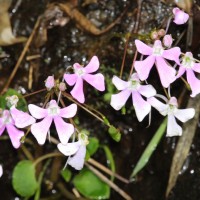 Impatiens acaulis Arn.